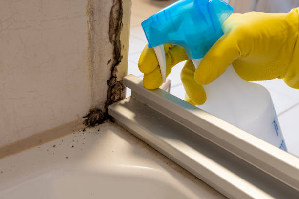 Best Commercial Mold Remediation in Arma, KS