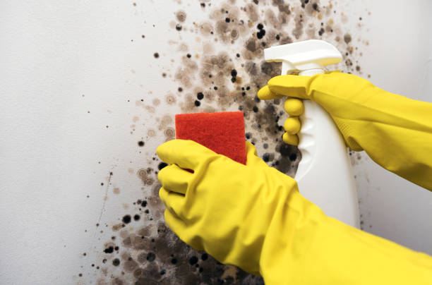 Best Residential Mold Remediation in Arma, KS