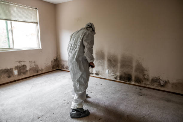 Best Industrial Mold Remediation in Arma, KS